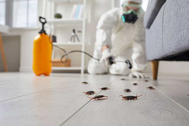 Commercial Rodent Management in East Bronson